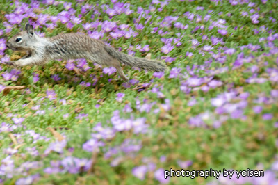 SOCAL2010_8126